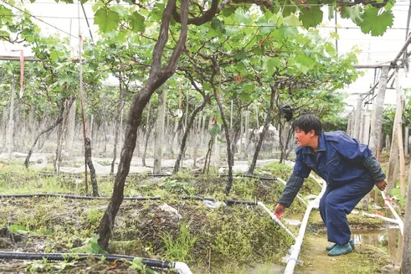 葡萄树叶子上的白霉是什么，应该就是霜霉病