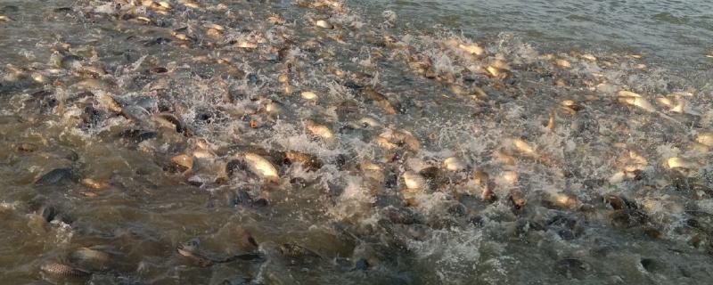 怎样区分人工养殖和野生鲫鱼，可以看鱼型、体色等