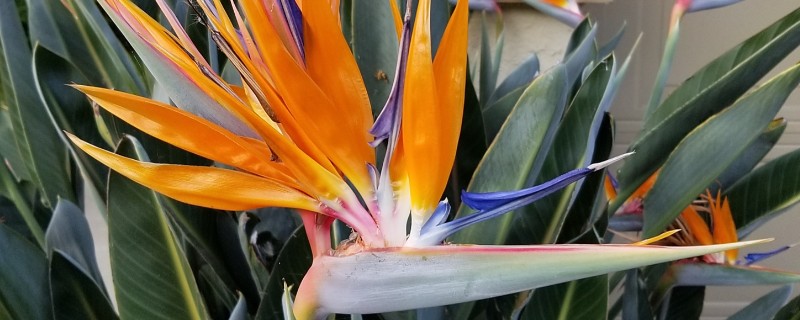 天堂鸟移盆如何浇水，根据土壤干湿度情况来定