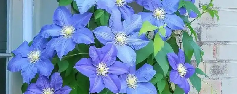 铁线莲好养的品种，推荐魔法喷泉、约瑟芬等