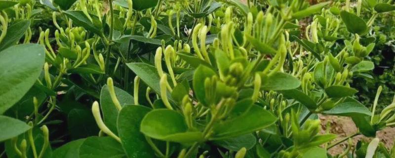 金银花采收后的田间管理方法，需要及时清园