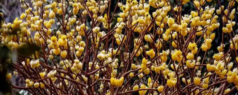 结香花的养殖方法,春秋季节放在室外