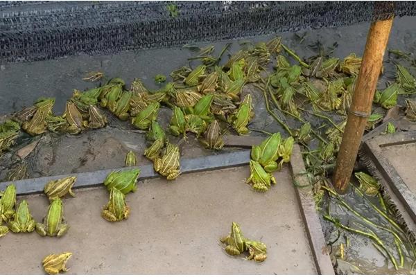 养殖牛蛙所需手续，土地手续、排污许可证、养殖证等证件要确保齐全