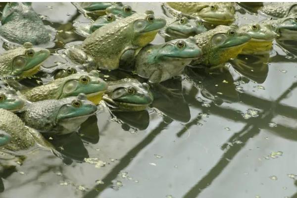 养殖牛蛙所需手续，土地手续、排污许可证、养殖证等证件要确保齐全