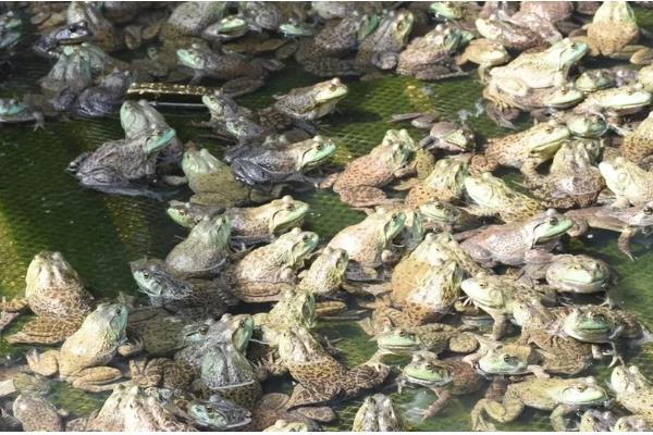 养殖牛蛙所需手续，土地手续、排污许可证、养殖证等证件要确保齐全