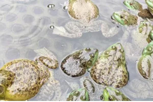 养殖牛蛙所需手续，土地手续、排污许可证、养殖证等证件要确保齐全