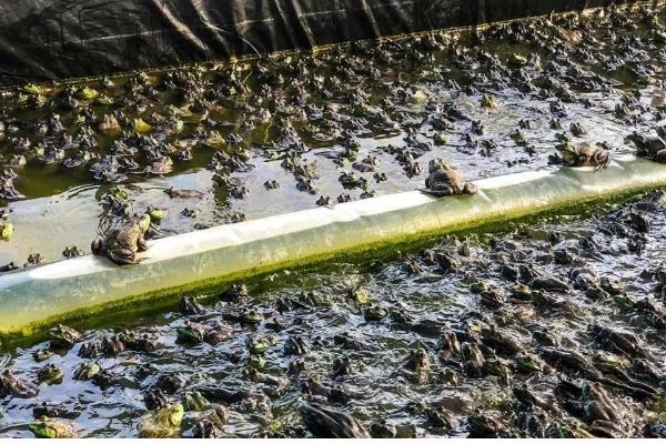 养殖牛蛙所需手续，土地手续、排污许可证、养殖证等证件要确保齐全