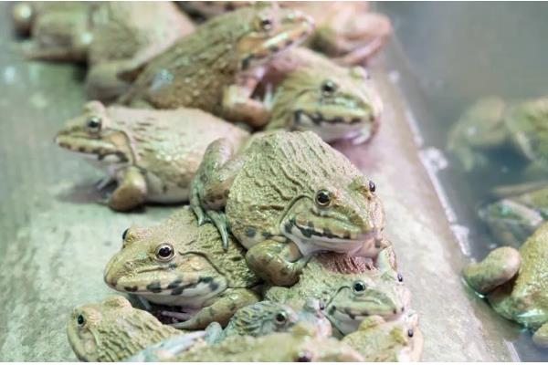 养殖牛蛙所需手续，土地手续、排污许可证、养殖证等证件要确保齐全