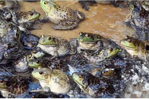 养殖牛蛙所需手续，土地手续、排污许可证、养殖证等证件要确保齐全