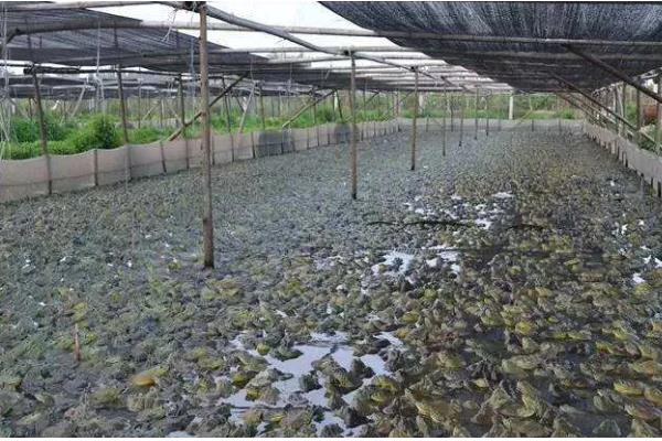 养殖牛蛙所需手续，土地手续、排污许可证、养殖证等证件要确保齐全