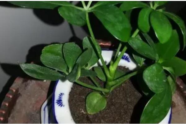 鸭脚木怎么栽培，浇水要保持盆土湿润