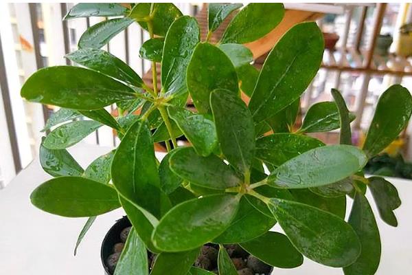 鸭脚木怎么栽培，浇水要保持盆土湿润