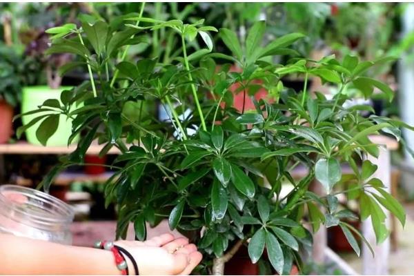 鸭脚木怎么栽培，浇水要保持盆土湿润