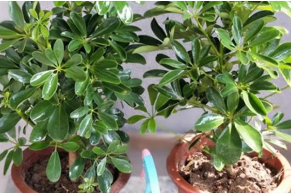 鸭脚木怎么栽培，浇水要保持盆土湿润