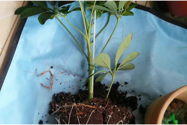 鸭脚木怎么栽培，浇水要保持盆土湿润