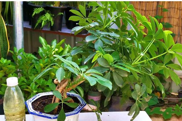 鸭脚木怎么栽培，浇水要保持盆土湿润