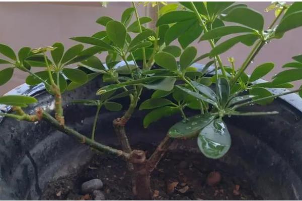 鸭脚木怎么栽培，浇水要保持盆土湿润