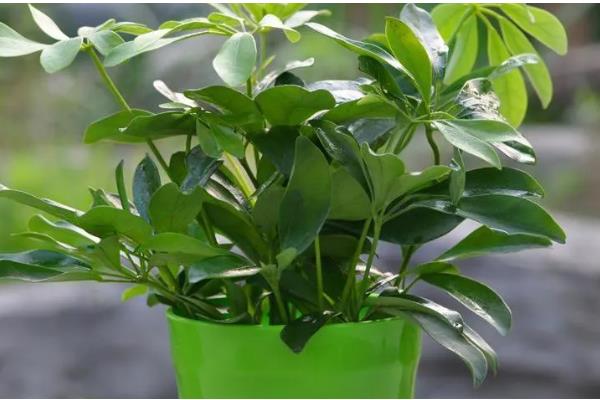 鸭脚木怎么栽培，浇水要保持盆土湿润