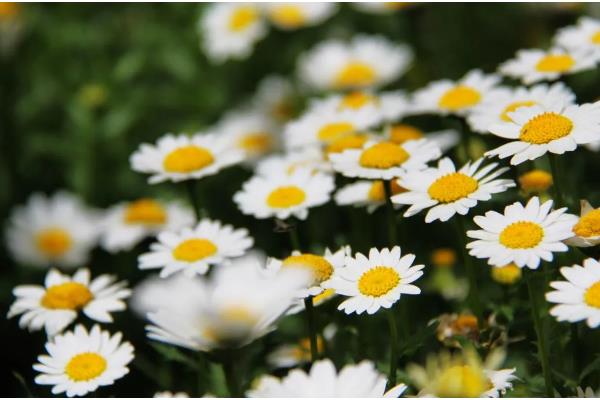 过生日可以送雏菊吗，过生日是可以送雏菊的