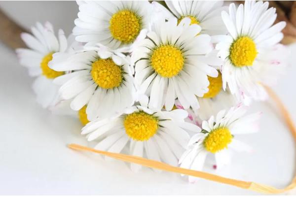 过生日可以送雏菊吗，过生日是可以送雏菊的