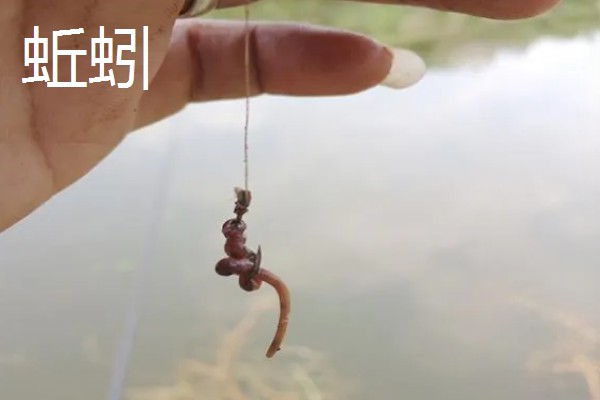 新手野钓选择哪些饵料，可使用蚯蚓、红虫、玉米等自然饵