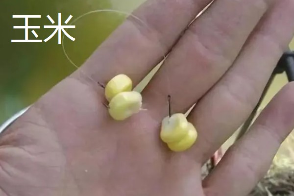 新手野钓选择哪些饵料，可使用蚯蚓、红虫、玉米等自然饵