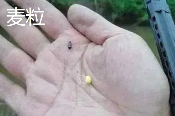 新手野钓选择哪些饵料，可使用蚯蚓、红虫、玉米等自然饵