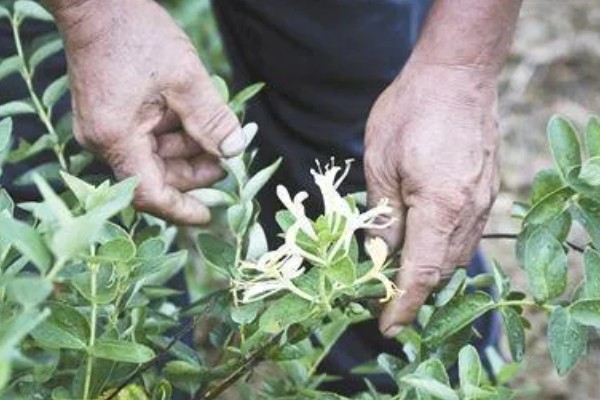 金银花采收后的田间管理方法，需要及时清园