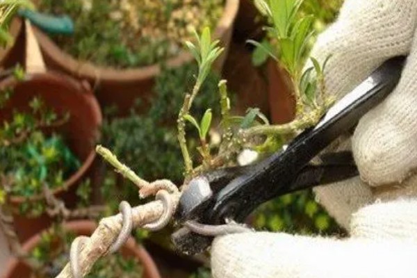 金银花采收后的田间管理方法，需要及时清园