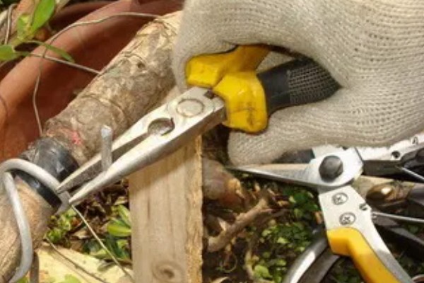 金银花采收后的田间管理方法，需要及时清园