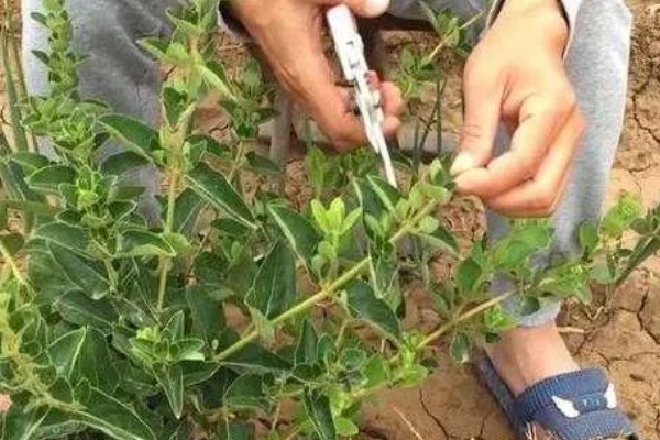 金银花采收后的田间管理方法，需要及时清园