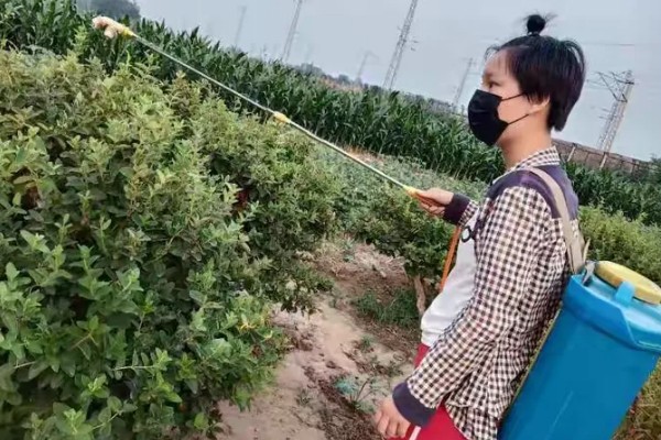 金银花采收后的田间管理方法，需要及时清园