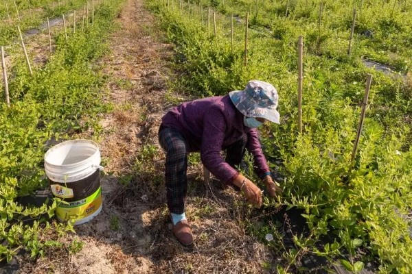 金银花采收后的田间管理方法，需要及时清园