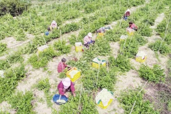 金银花采收后的田间管理方法，需要及时清园