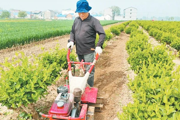 金银花采收后的田间管理方法，需要及时清园