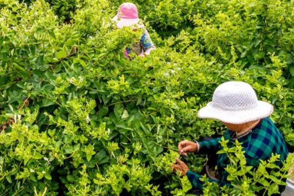 金银花采收后的田间管理方法，需要及时清园