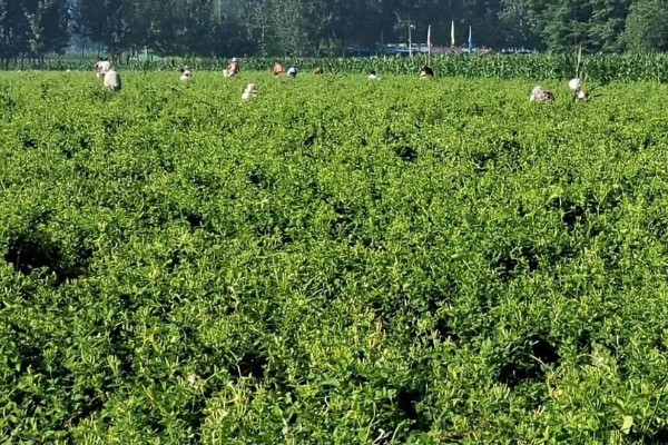 金银花采收后的田间管理方法，需要及时清园