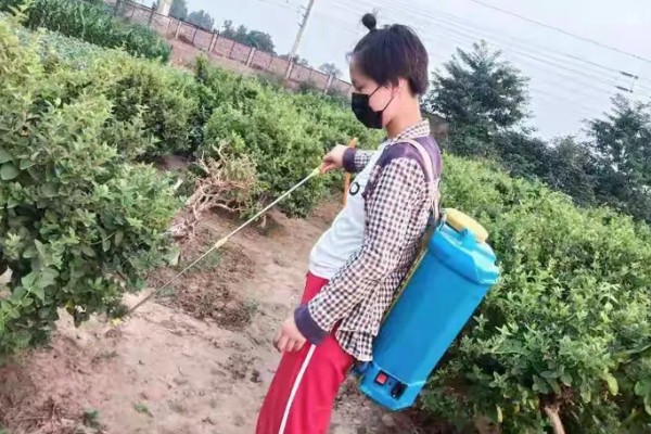 金银花采收后的田间管理方法，需要及时清园