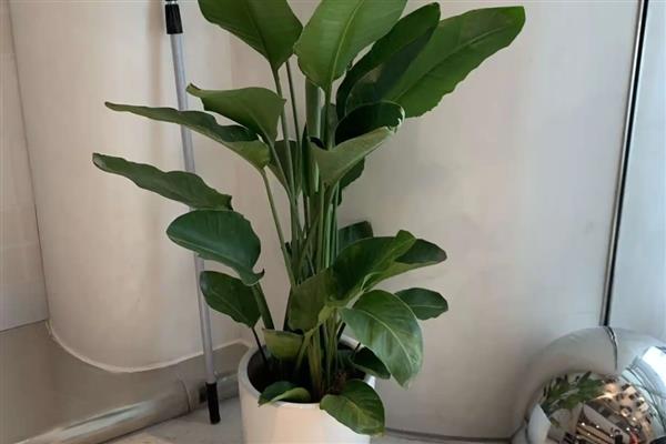 天堂鸟移盆如何浇水,根据土壤干湿度情况来定