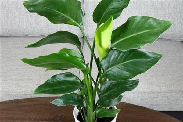 天堂鸟移盆如何浇水,根据土壤干湿度情况来定