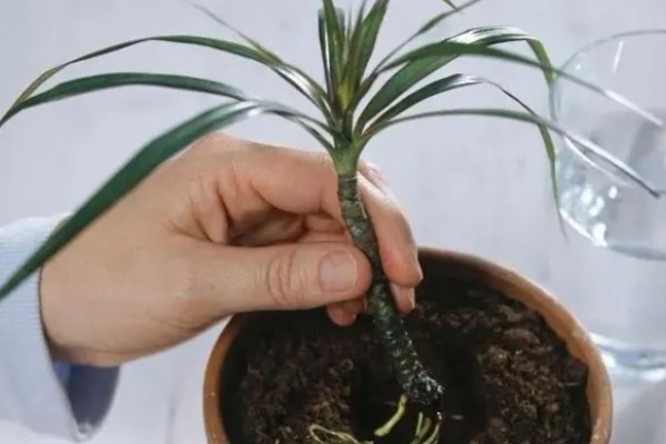 龙血树的浇水方法，秉承见干见湿的原则