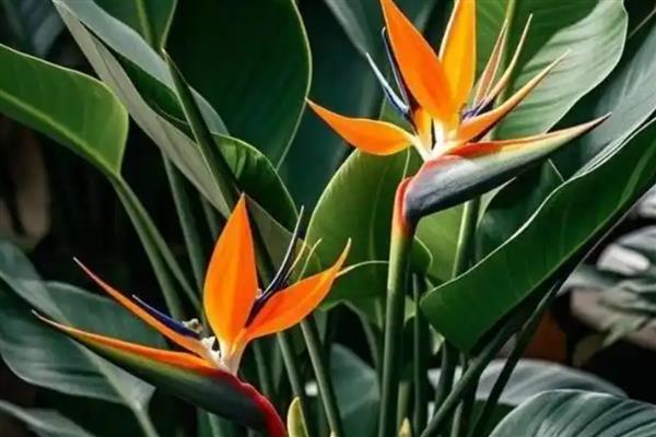 天堂鸟移盆如何浇水,根据土壤干湿度情况来定