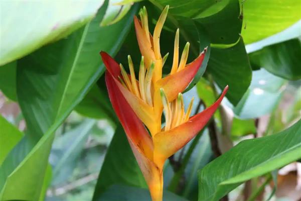 天堂鸟移盆如何浇水,根据土壤干湿度情况来定