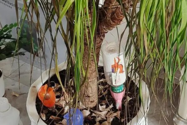 龙血树的浇水方法，秉承见干见湿的原则