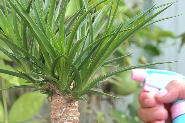龙血树的浇水方法，秉承见干见湿的原则