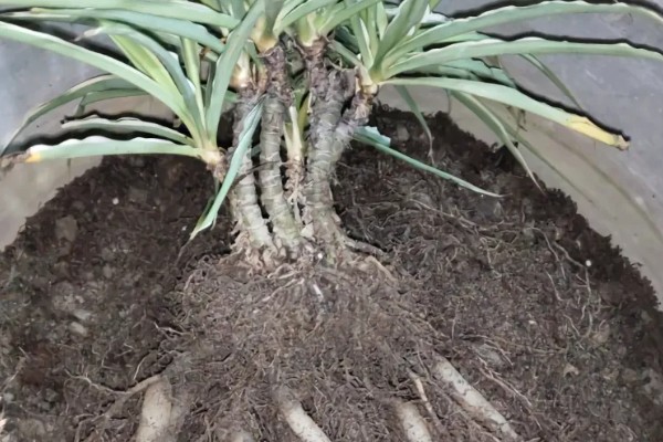 龙血树的浇水方法，秉承见干见湿的原则