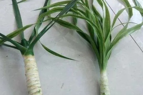 龙血树的浇水方法，秉承见干见湿的原则