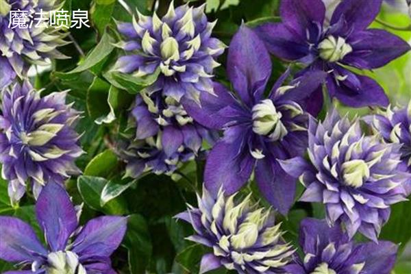 铁线莲好养的品种，推荐魔法喷泉、约瑟芬等