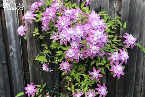 铁线莲好养的品种，推荐魔法喷泉、约瑟芬等