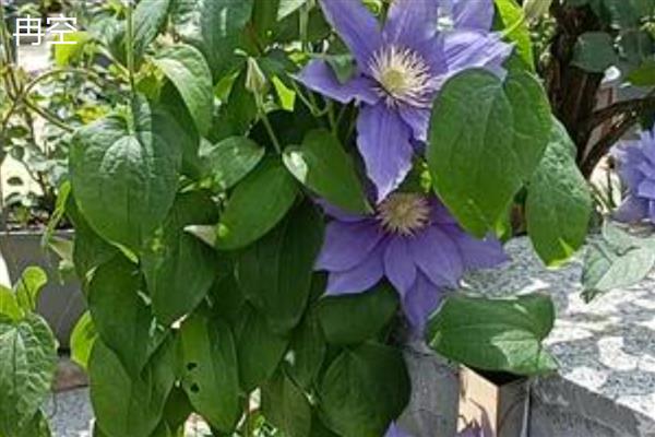 铁线莲好养的品种，推荐魔法喷泉、约瑟芬等